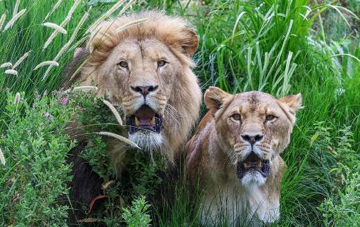 Two huge lioness with open mouth