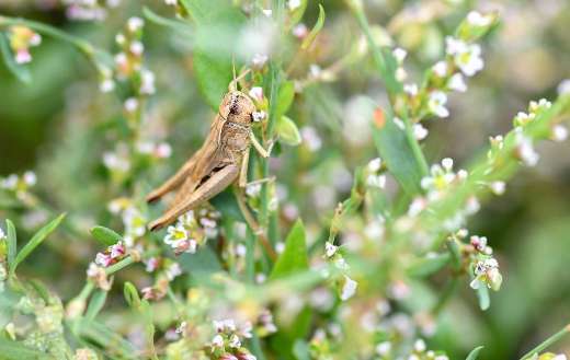 Desert locust brown grasshopper