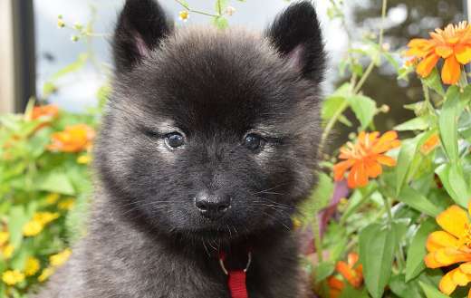 Eurasier young puppy dog