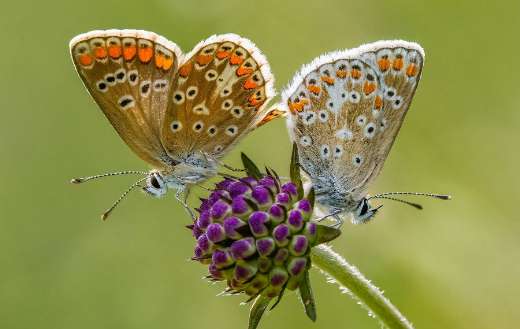 Mating brown argus butterflies