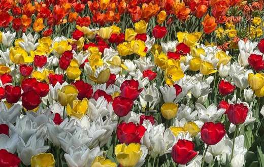 Mix colorful tulips flowers tulipa gesneriana