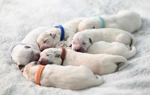 Seven cute puppies dog