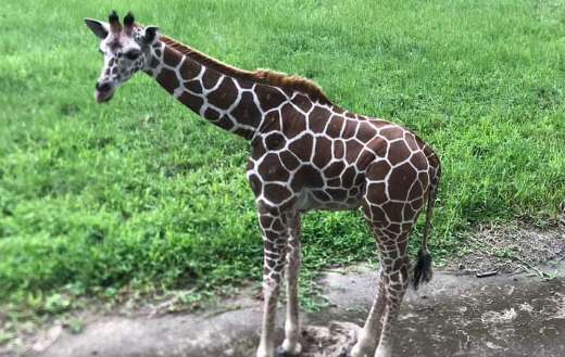A reticulated giraffe