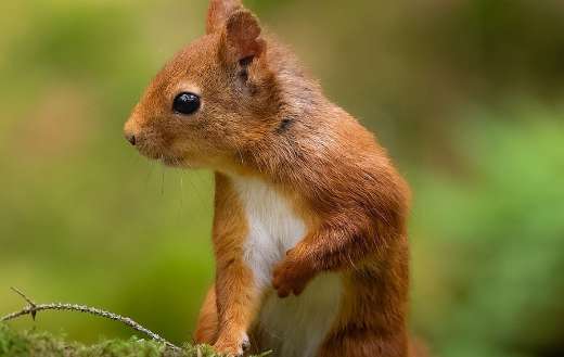 Animal photography cute squirrel