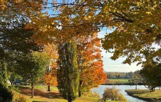 Autumn landscape trees bearing golden yellow orange leaves