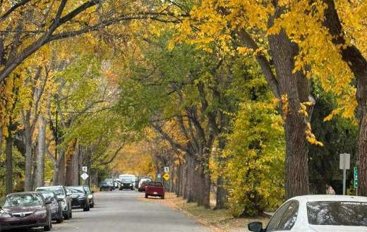 Autumn trees colors cars road side