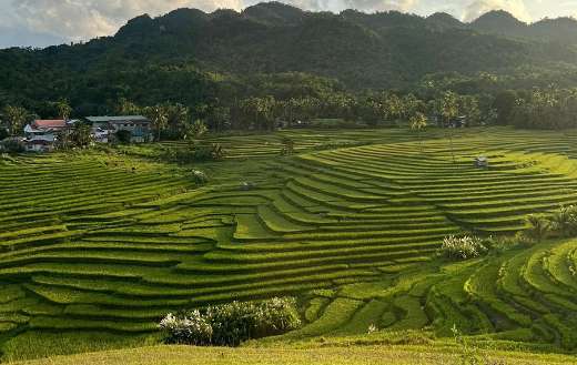 Cadapdapan rice terraces Bohol Philippines