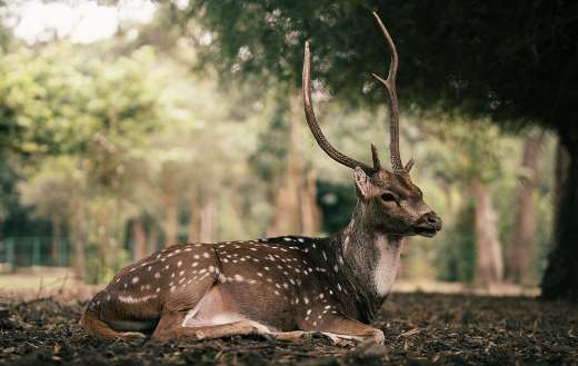 Chital known as axis deer