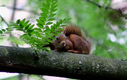 Croissant rodent squirrel