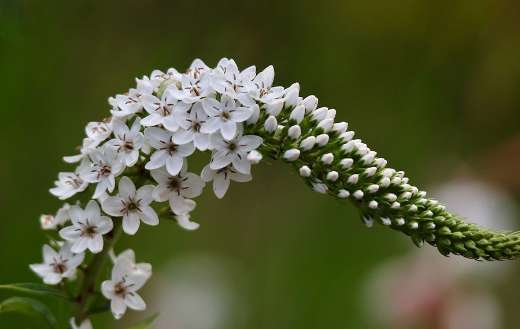 Flower of the wederik