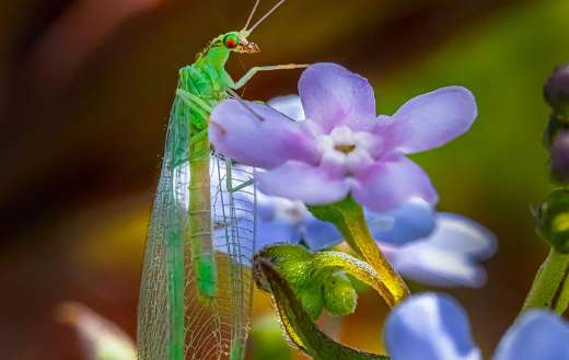 Green lacewing bug insect