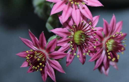 Houseleek sempervivum flower plant