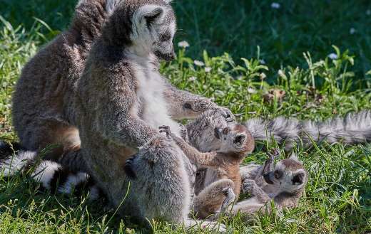 Lemurs family online