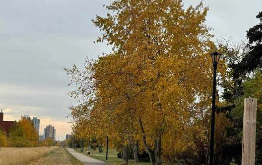 Paved path along grass field autumn colors tree