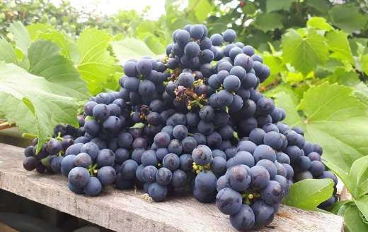 Purple bunch of fresh grapes