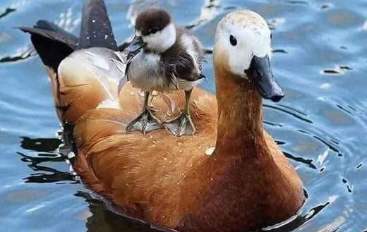 Red duck floats with baby in the back