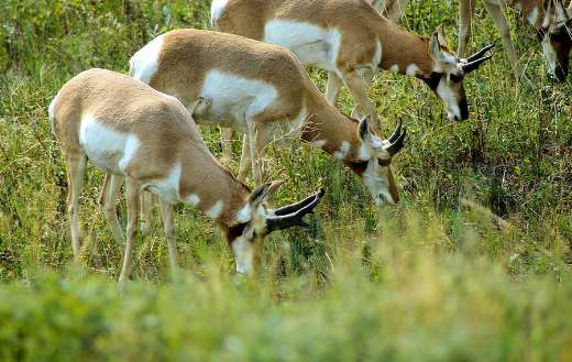 South dakota antelope pronghorn