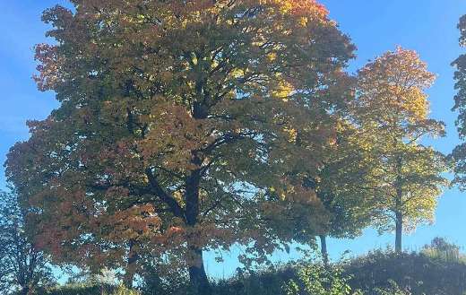 Sugar maple tree in autumn