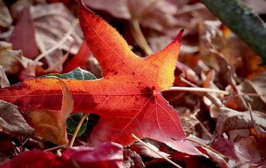 Sweet gum red leaf fallen