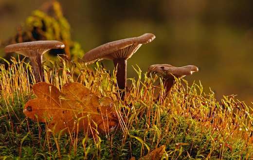 Three mushrooms shine by sun