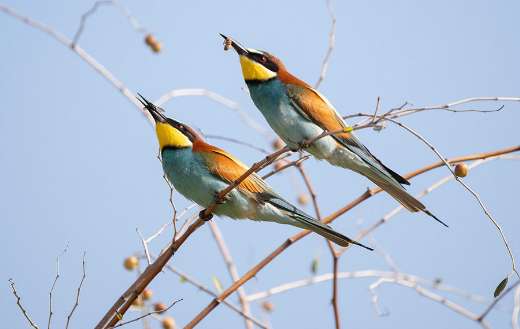Two european bee eater birds