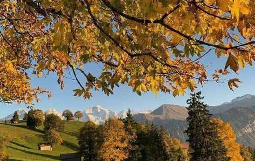 Yellow leaves from a tree dominate the foreground warm autumn