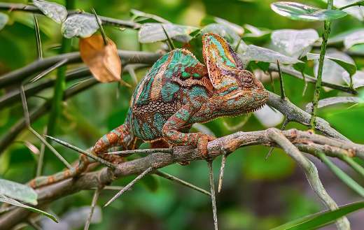 Yemen chameleon online