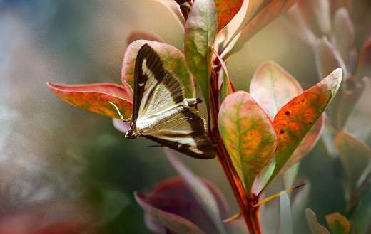 Box tree moth invasive pest