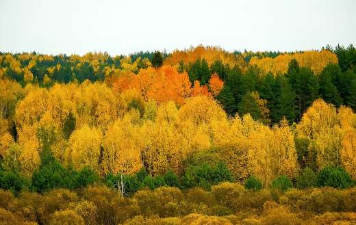 Forest autumn characterized by vibrant colors of leaves