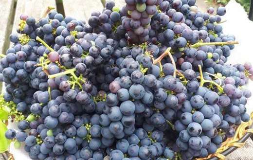 Grape fruits in the basket