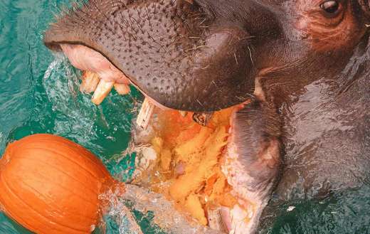 Hippos who like water to cool off