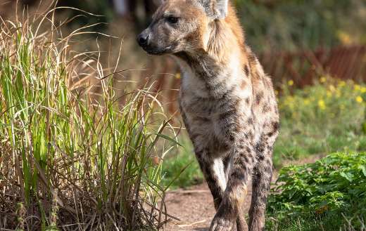 Hyena animals closely related to cats