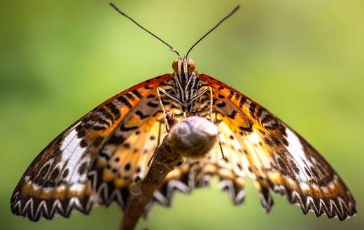 Leopard lacewing butterfly