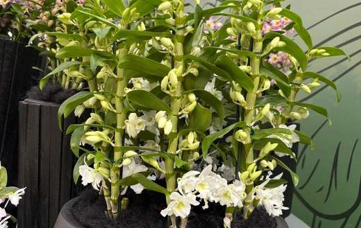 Noble dendrobium ornamental members of the orchids