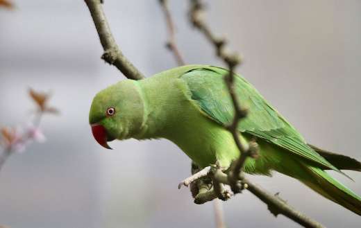Ring neckled parakeet parrot