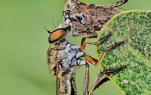 Robber fly caught another insect