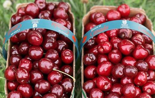 Baskets full of montmorency cherries