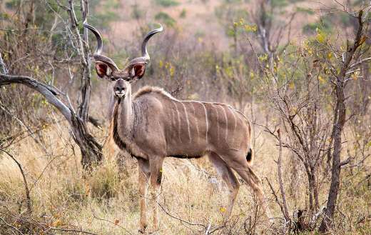 Buck kudu animal