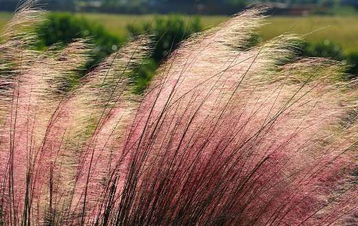 Pink muhly ornamental grass