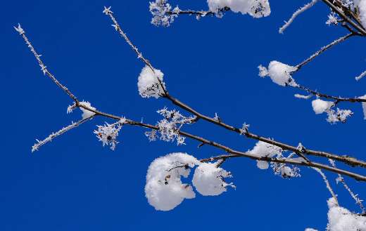 Snowy branches under blue sky