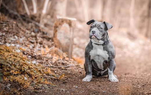 Staffordshire bull terrier pet dog