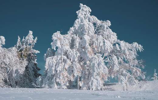 Tree fully white of snow