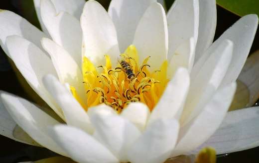 White water lily flower