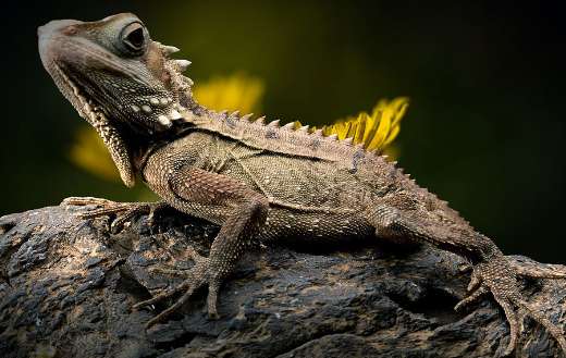 A boyds forest dragon lizard