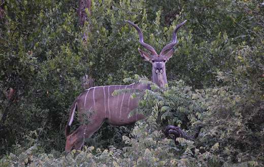 Antelope greater kudu woodland