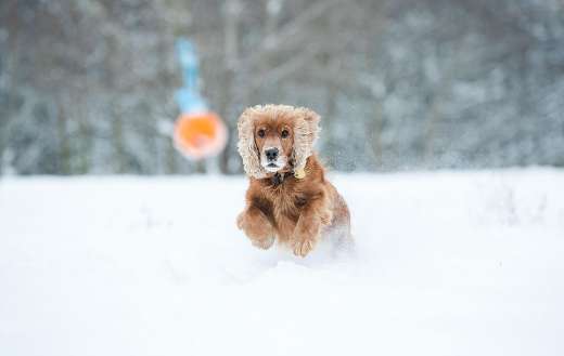 Cocker spaniel dog playing snow