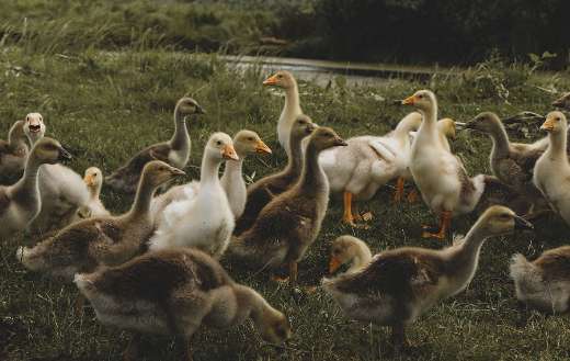 Group of young domisticated geese
