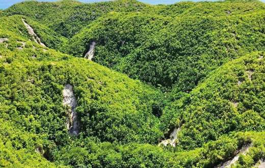 Landscape of dense vegetation