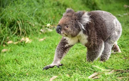 Marsupial koala found in eastern Autralia