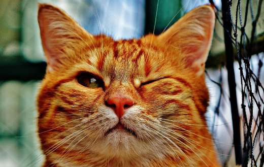 Orange tabby cat winking
